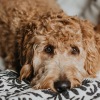 a cute puppy on a bed