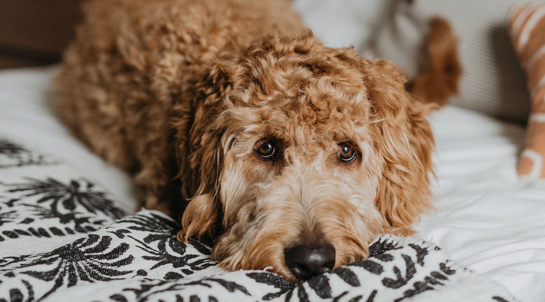 a cute puppy on a bed